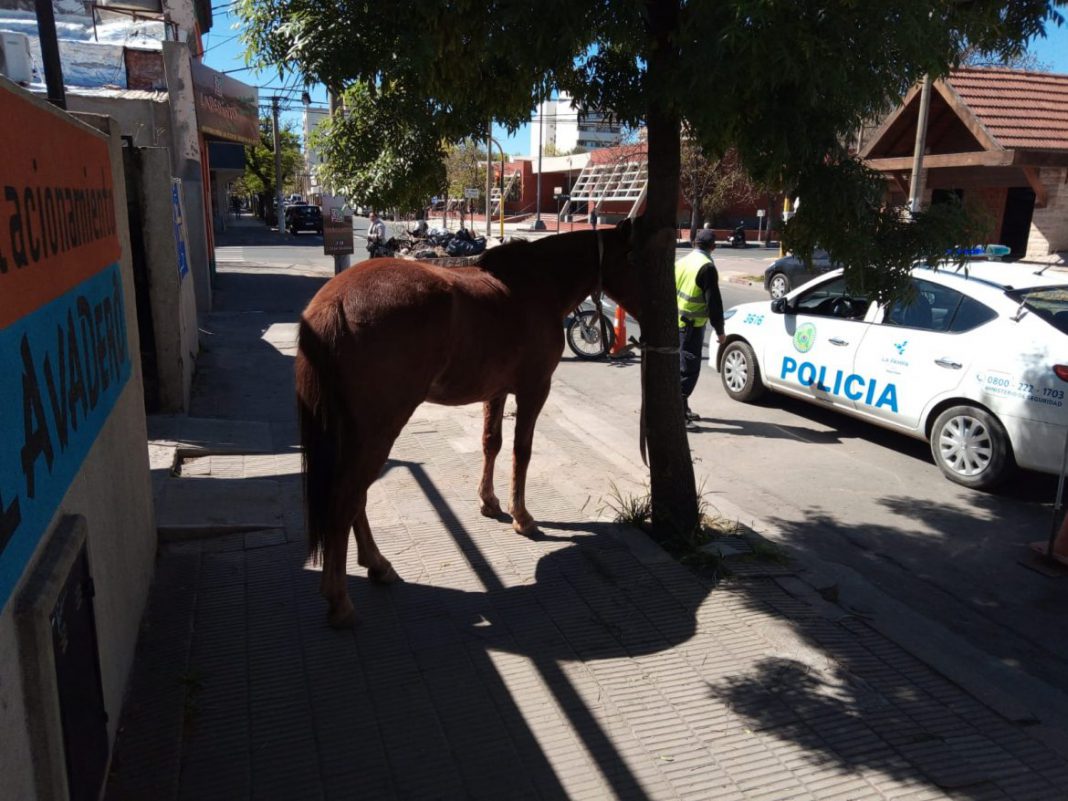 dos-caballos-sueltos-en-pleno-centro-de-santa-rosa