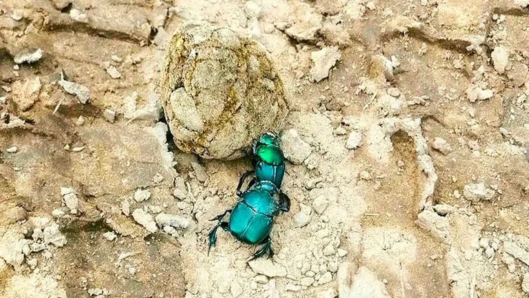 descubrieron-que-un-tipo-particular-de-escarabajos-ayuda-a-mantener-la-fertilidad-del-suelo-en-el-chaco-seco