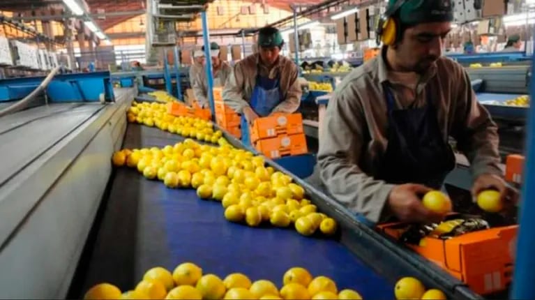 productores-de-manies-y-limones-piden-que-se-los-excluya-de-la-suba-de-retenciones:-estamos-en-crisis