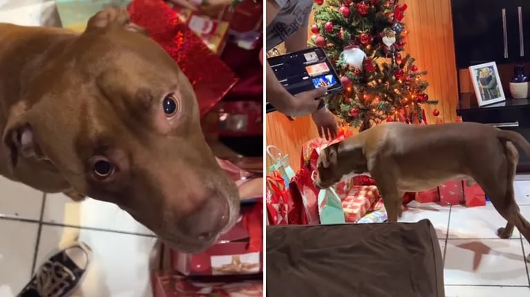 el-perro-de-una-familia-quiso-abrir-su-regalo-de-navidad-antes-de-medianoche-y-se-indigno-con-sus-duenos