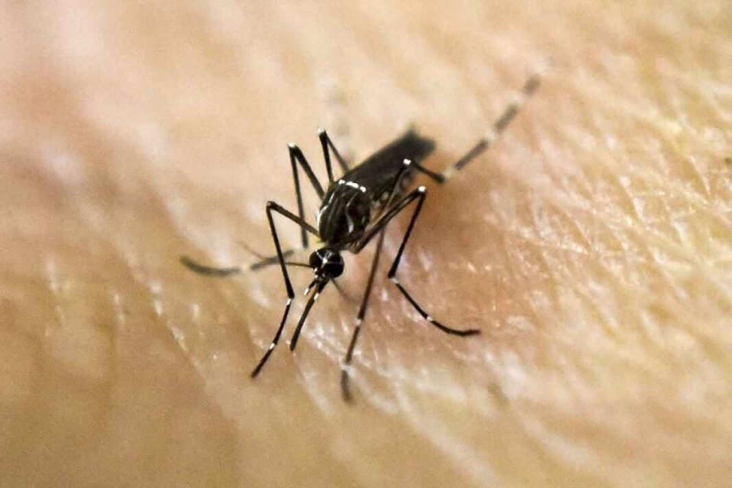 una-mujer-de-36-anos-murio-por-dengue