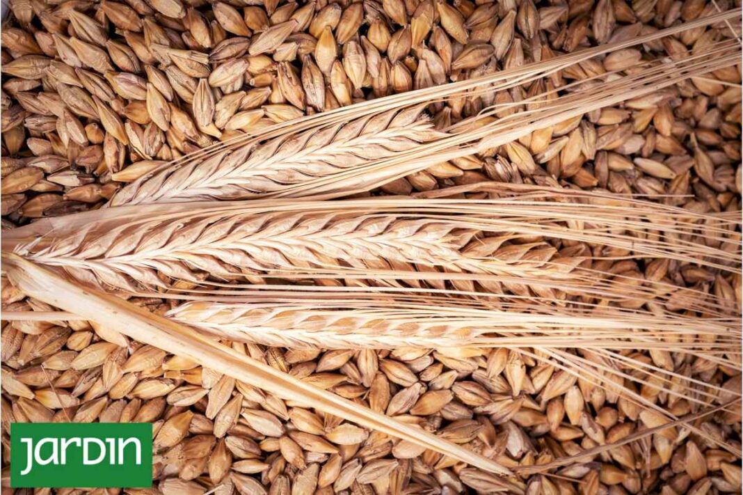 cebada:-es-el-quinto-cereal-mas-cultivado-en-el-mundo,-superfacil-de-cocinar-y-benefico-para-la-salud