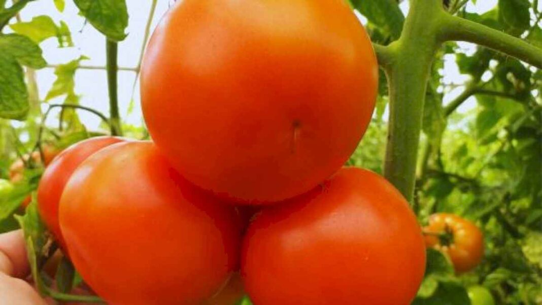 investigacion-y-desarrollo-en-el-desafio-por-recuperar-el-sabor-del-tomate