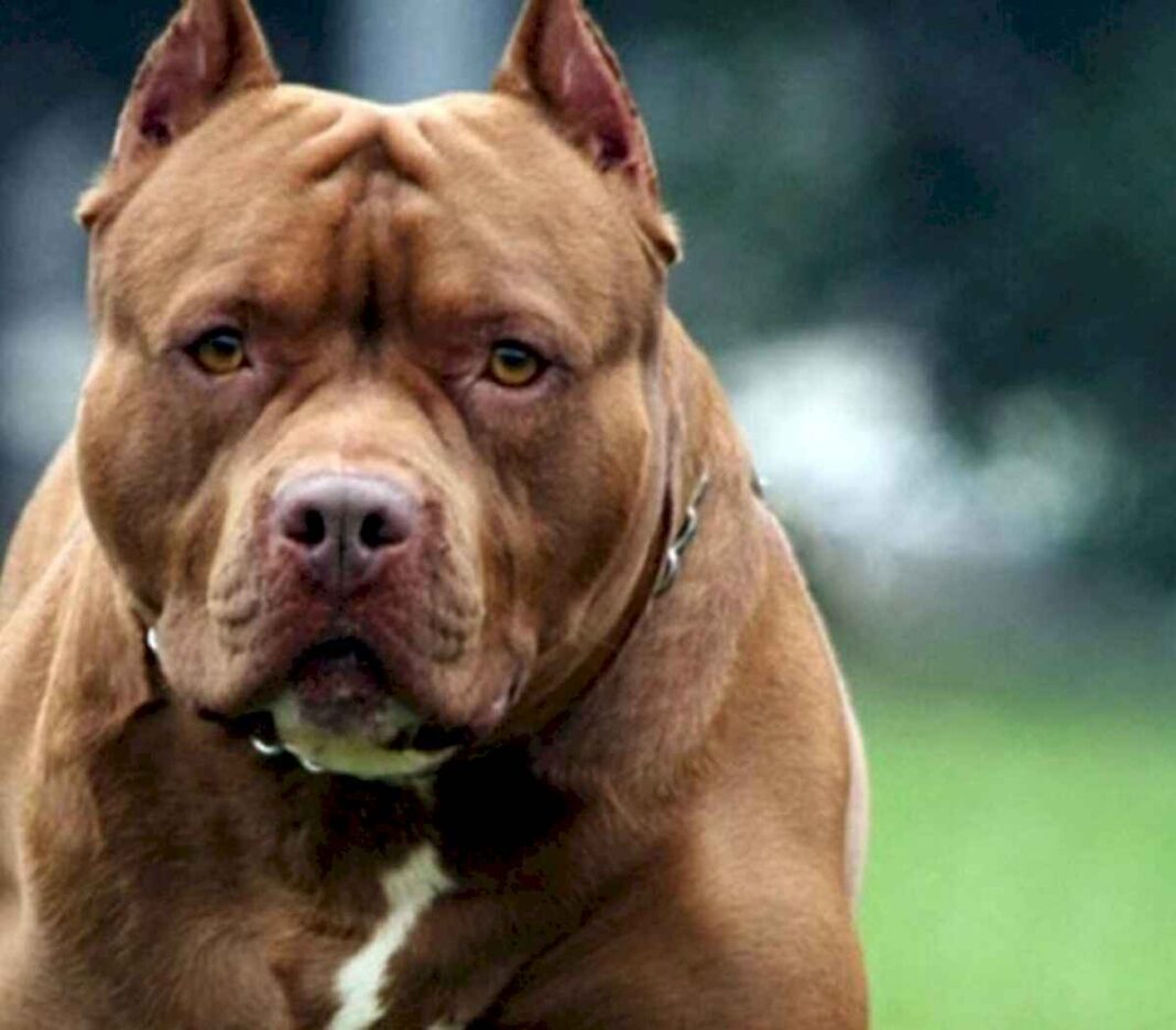 un-nene-de-10-anos-que-paseaba-en-bicicleta-fue-atacado-por-dos-pitbull