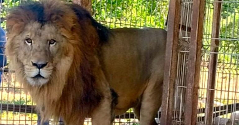 Hallan leones y venados en fincas de La Huerta en Jalisco