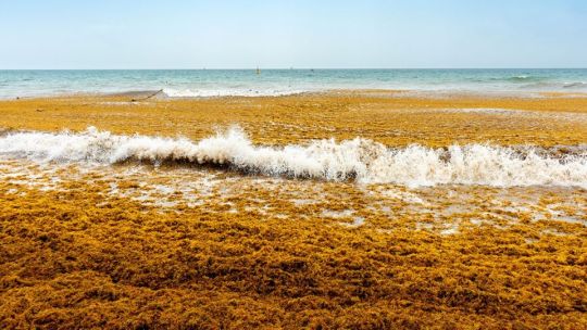 El sargazo, un fenómeno que afecta a los pescadores deportivos