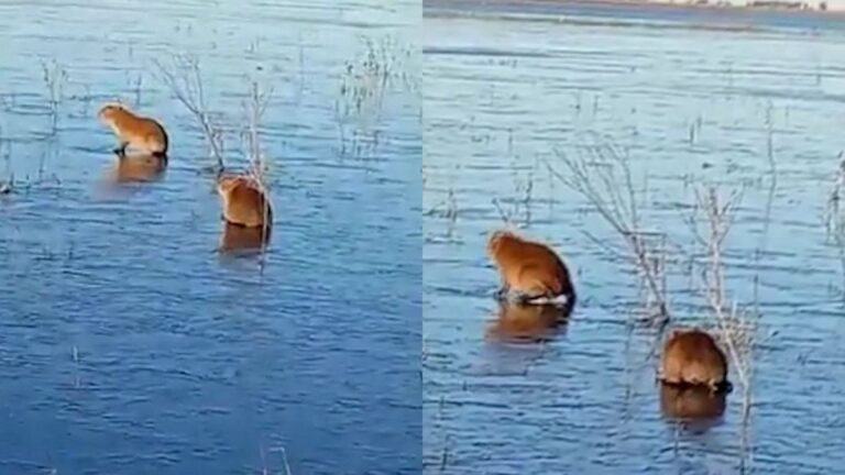 Corrientes: carpinchos patinan sobre hielo en los Esteros del Iberá por el frío extremo
