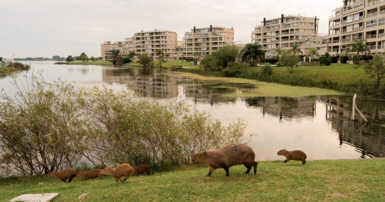 El Gobierno quiere crear una isla santuario para carpinchos en el Delta