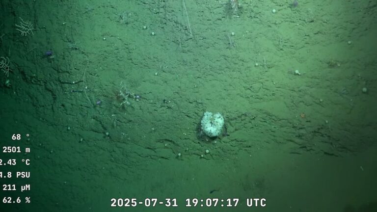 Hasta cuándo se podrá ver la expedición del CONICET al cañón submarino de Mar del Plata?