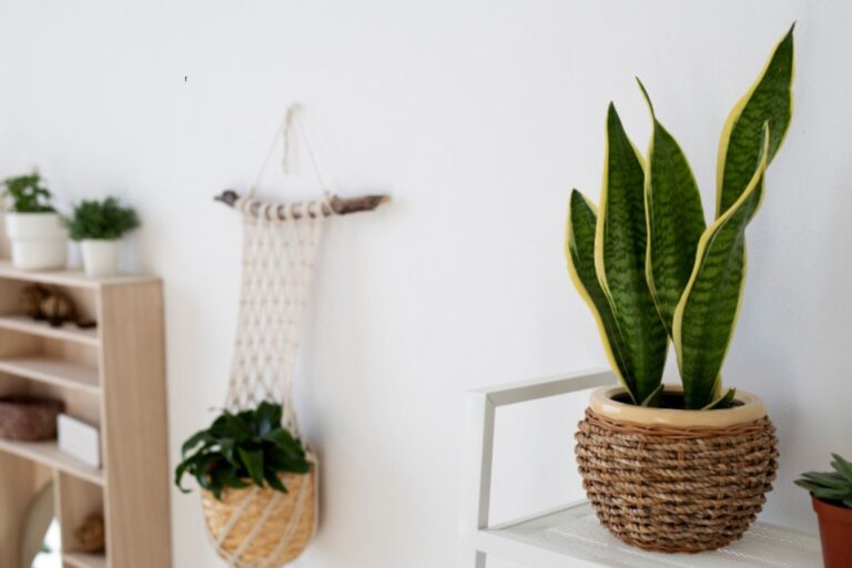 Ni San Jorge ni Ruda: la planta que la NASA recomienda tener en el dormitorio para dormir mejor y atraer energía positiva