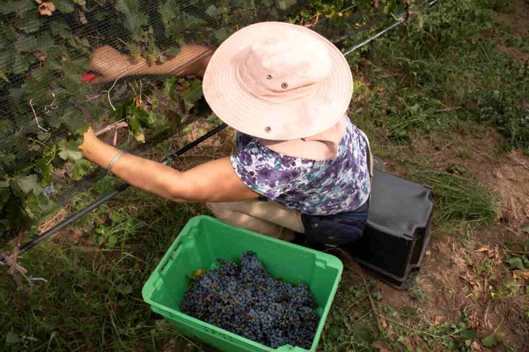 Viñedos pampeanos con la inscripción Denominación de Origen Pampeana