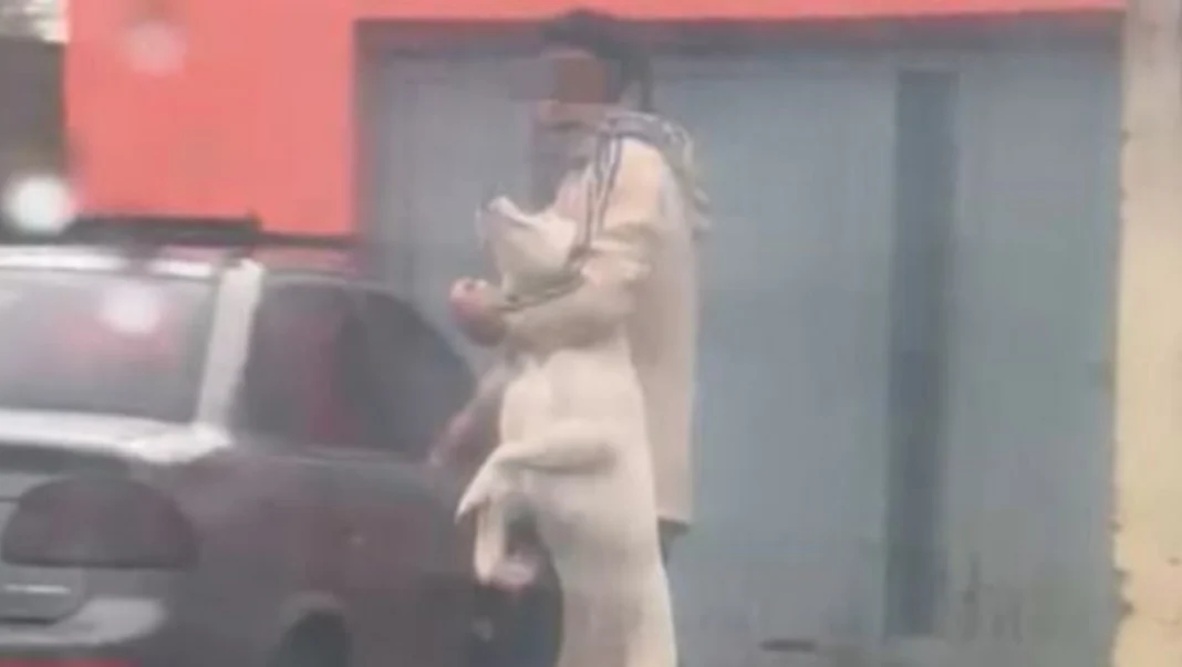 Ilustración de un perro dogo argentino en un entorno de pastizal pampeano.