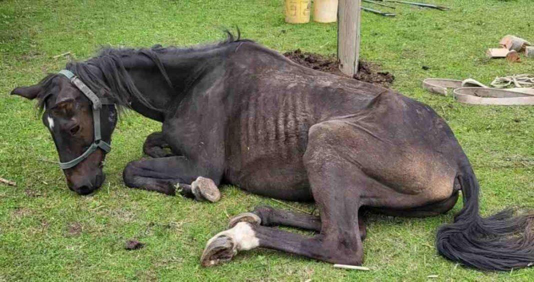 Ilustración de un caballo y ovejas en un campo, representando el caso judicial de La Pampa.