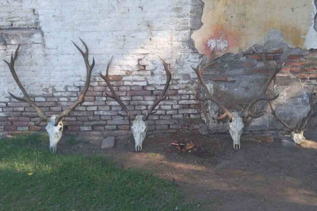 Ilustración de elementos relacionados con un procedimiento policial por caza ilegal en La Pampa