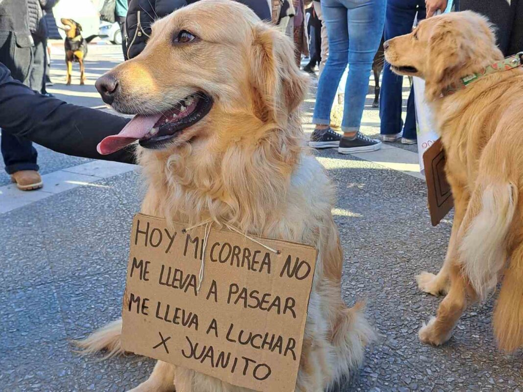 Ilustración de una persona acariciando a un perro, representando la protección animal en La Pampa.
