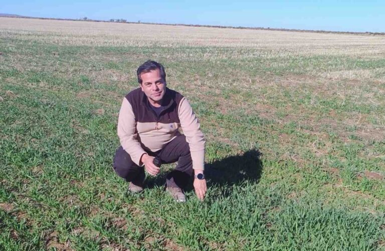 Megafardos de alfalfa premium producidos en 25 de Mayo, La Pampa, destinados a exportación