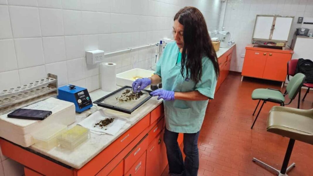 Laboratorio Regional del Senasa en General Pico analiza muestras de colmenas